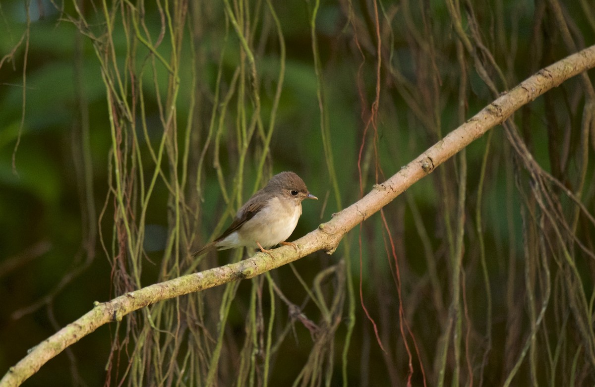 Brown-breasted Flycatcher - ML225797061