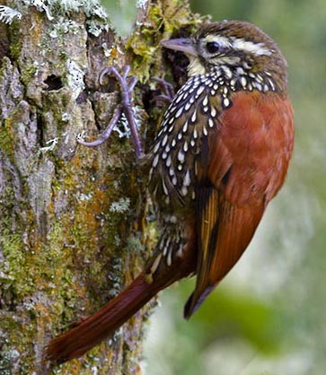 Pearled Treerunner - Carlos Henrique > This Way - Wildlife Observation Guide