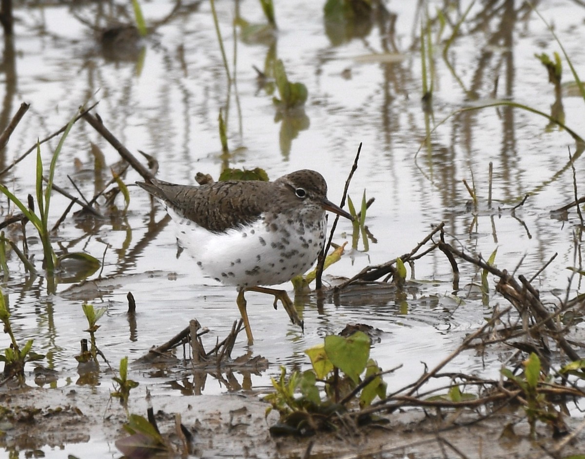 Spotted Sandpiper - Cyndy Hardaker