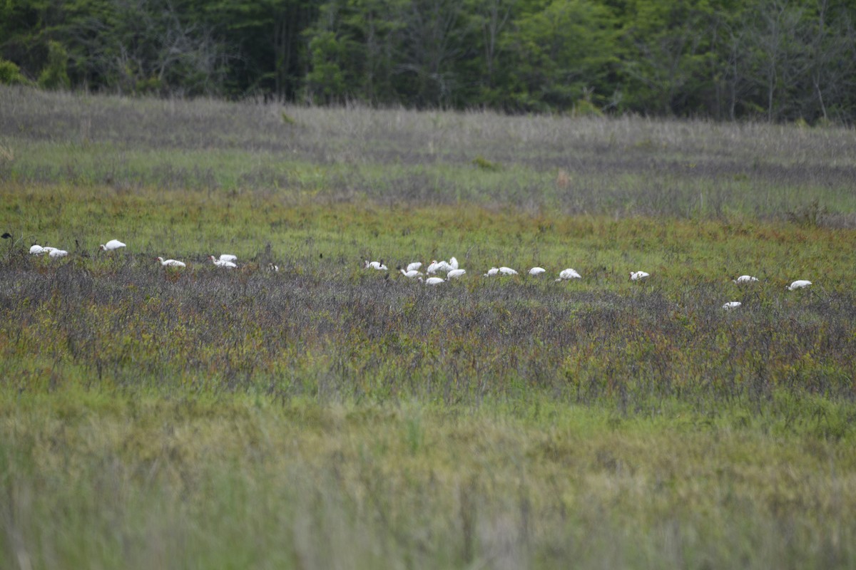 White Ibis - ML225804071