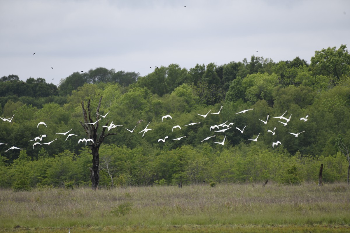 White Ibis - ML225804081