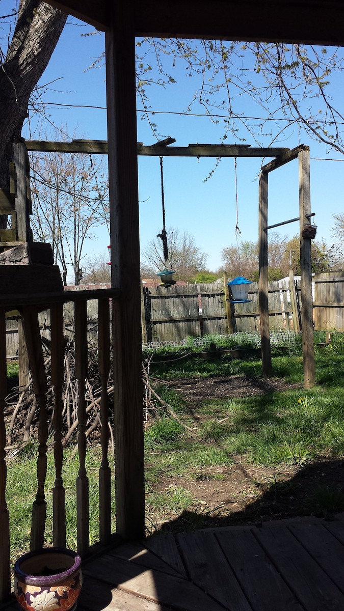 American Goldfinch - ML225804901