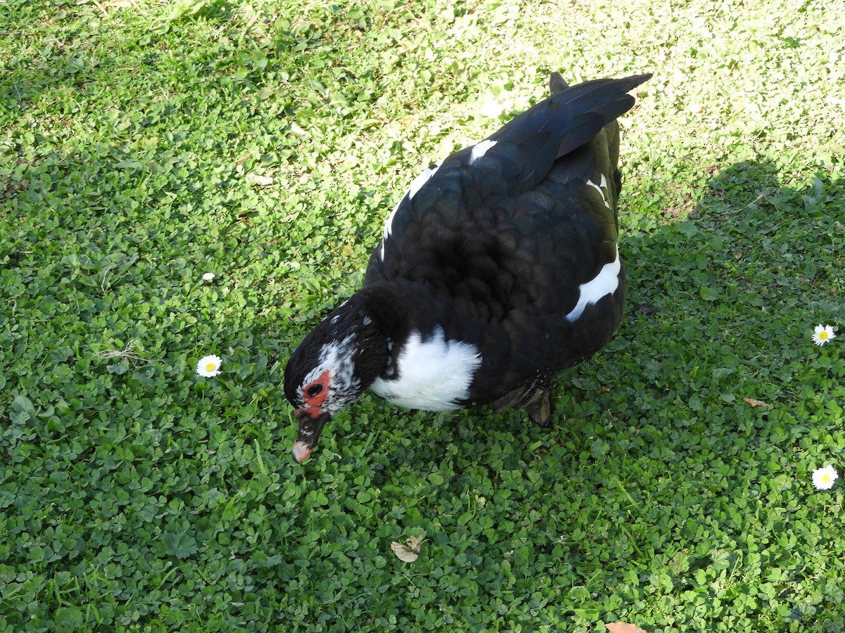 Muscovy Duck (Domestic type) - ML225804931