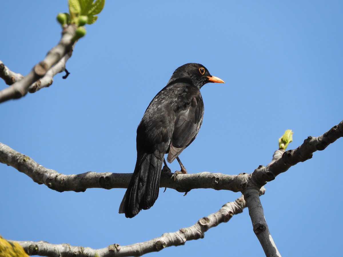 Eurasian Blackbird - ML225805091