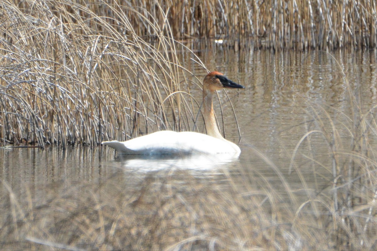 Trumpeter Swan - ML225805111