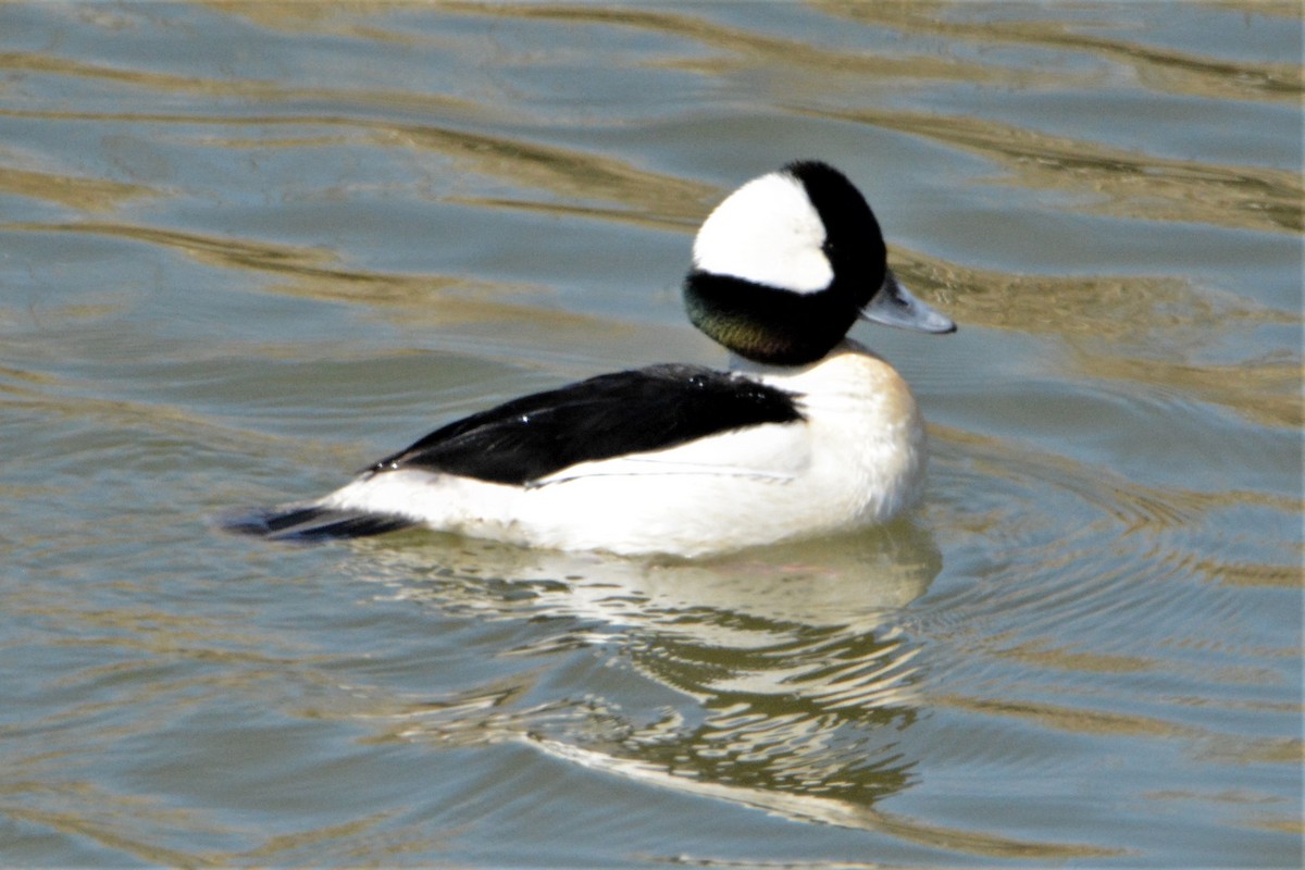 Bufflehead - ML225805271