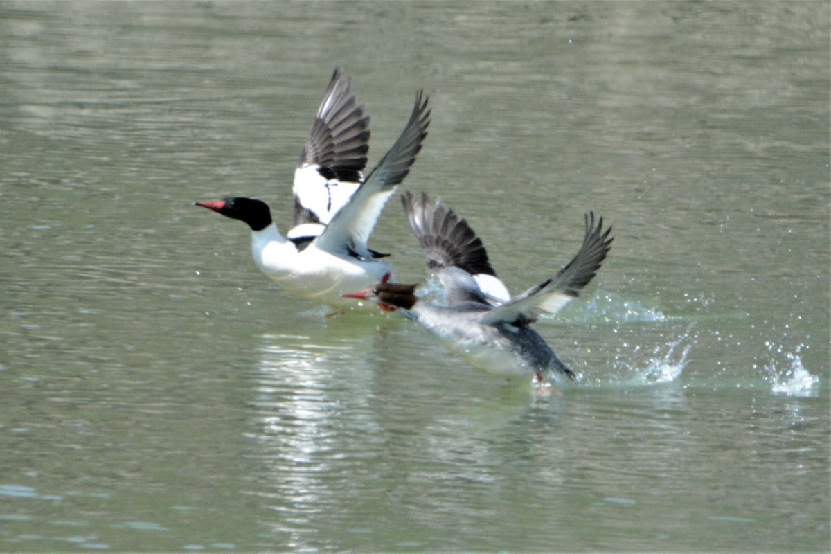 Common Merganser - ML225805321