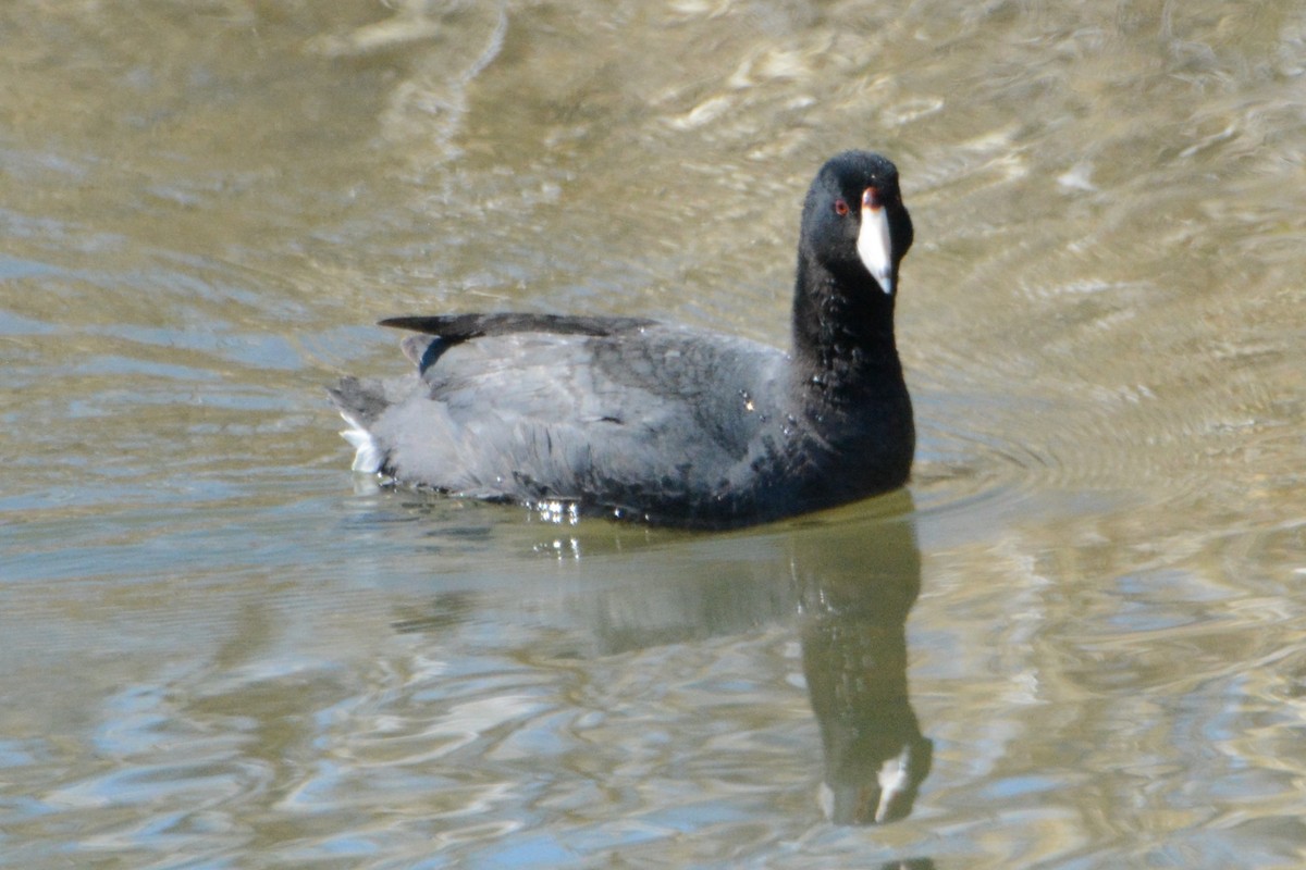 American Coot - ML225805401