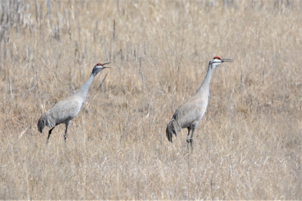Sandhill Crane - ML225805471