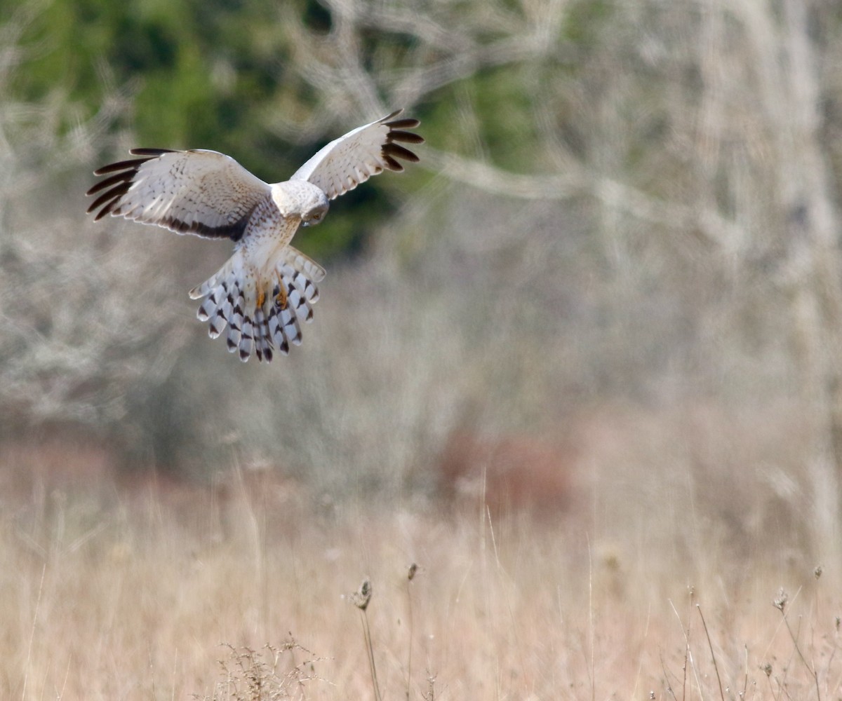 Northern Harrier - ML225805531