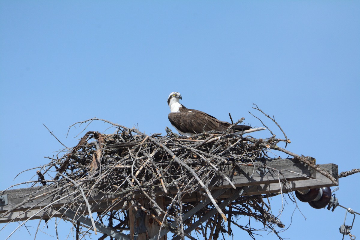 Osprey - ML225805621