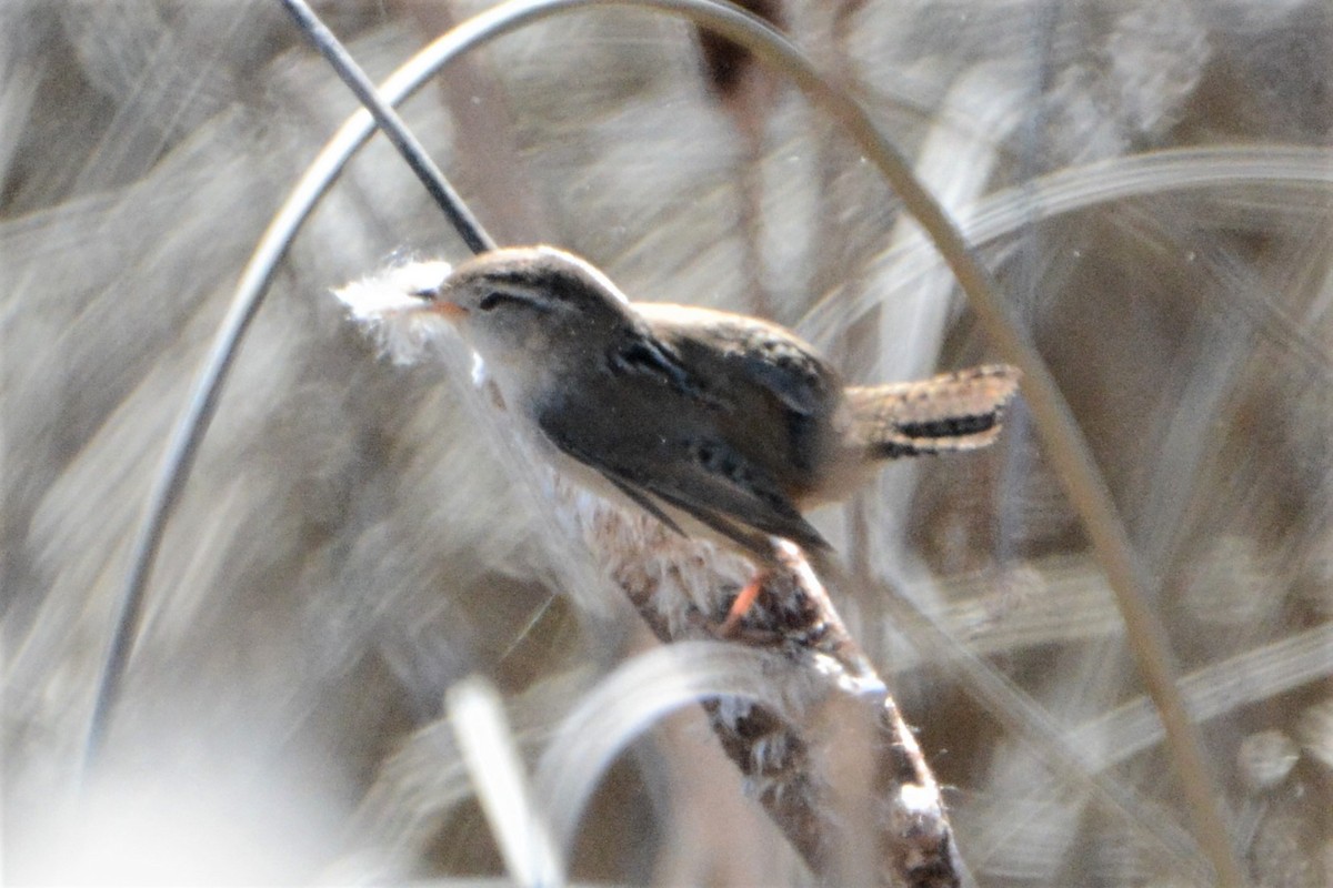 Marsh Wren - ML225805661