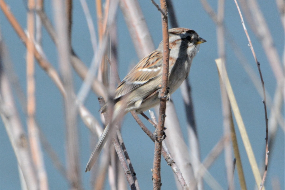 American Tree Sparrow - ML225805701