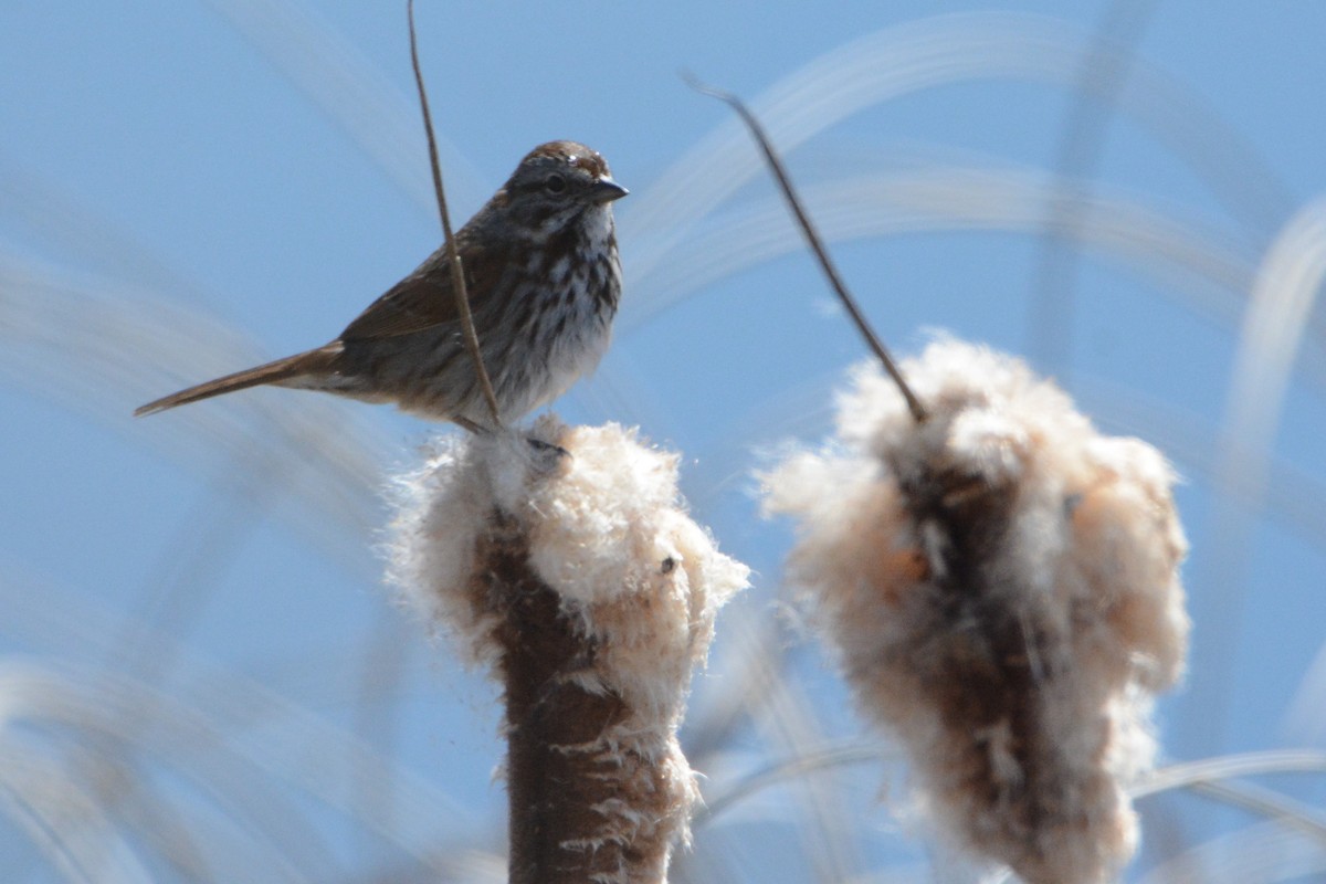 Song Sparrow - ML225805911