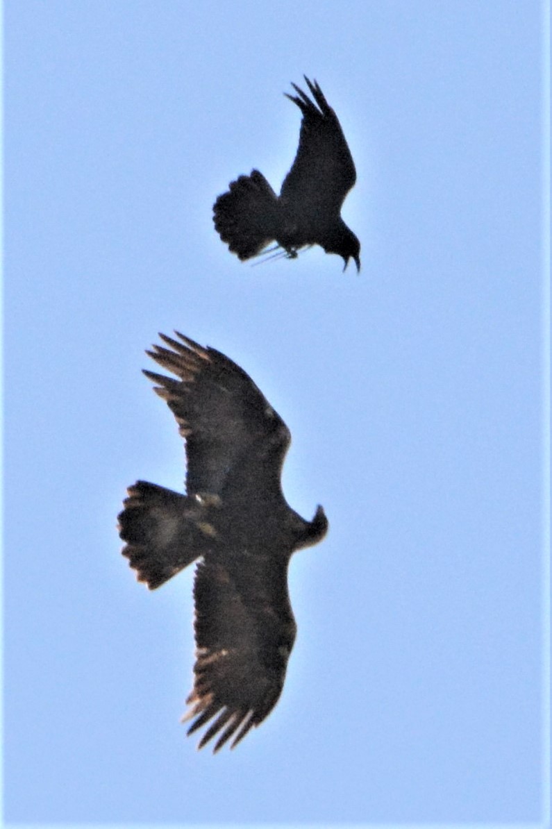 Bald Eagle - ML225806091
