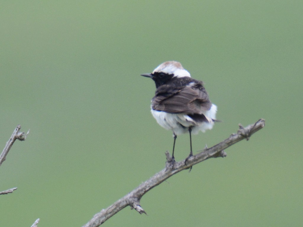 Pied Wheatear - ML225806281