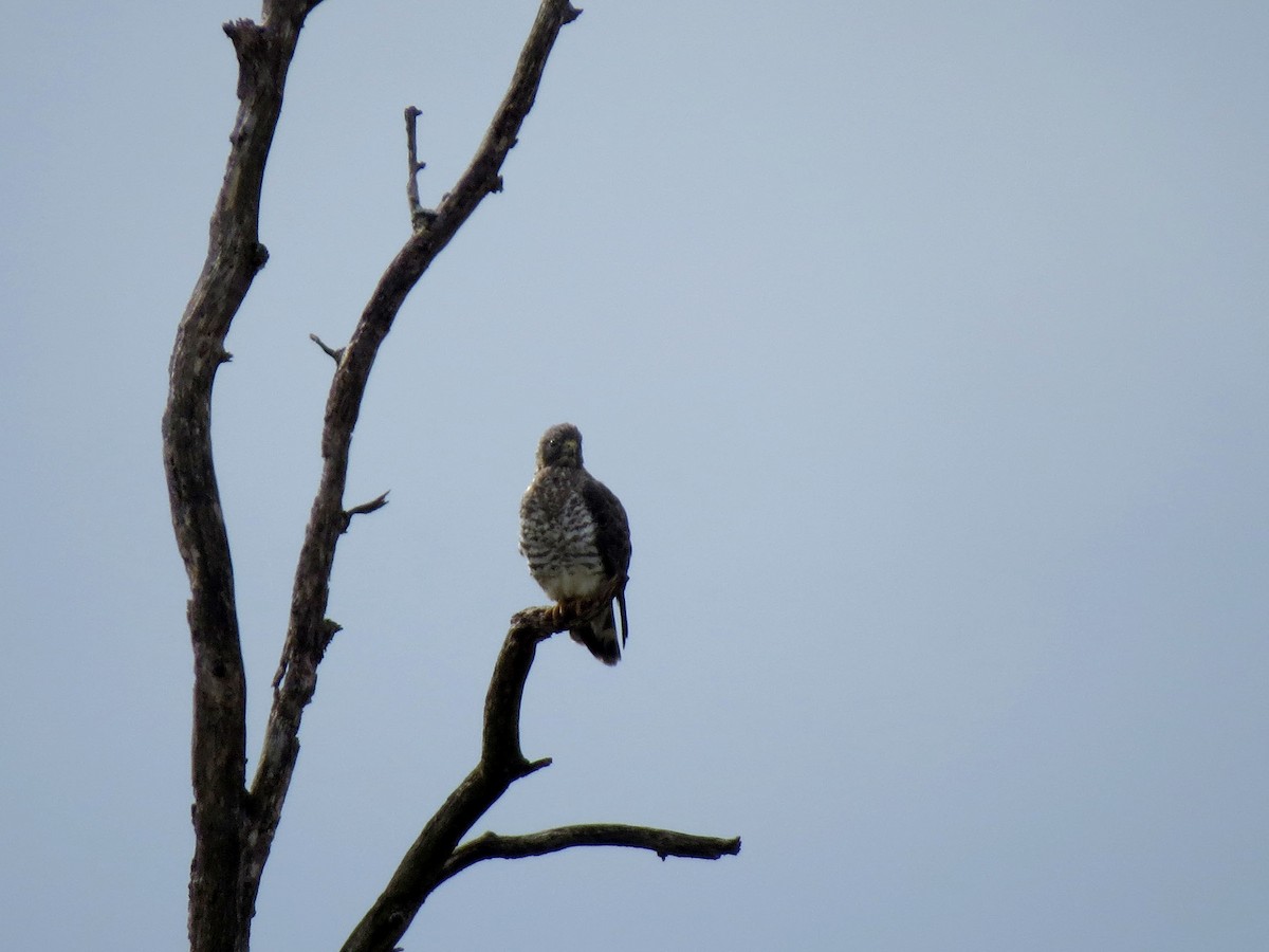 Broad-winged Hawk - ML225808031