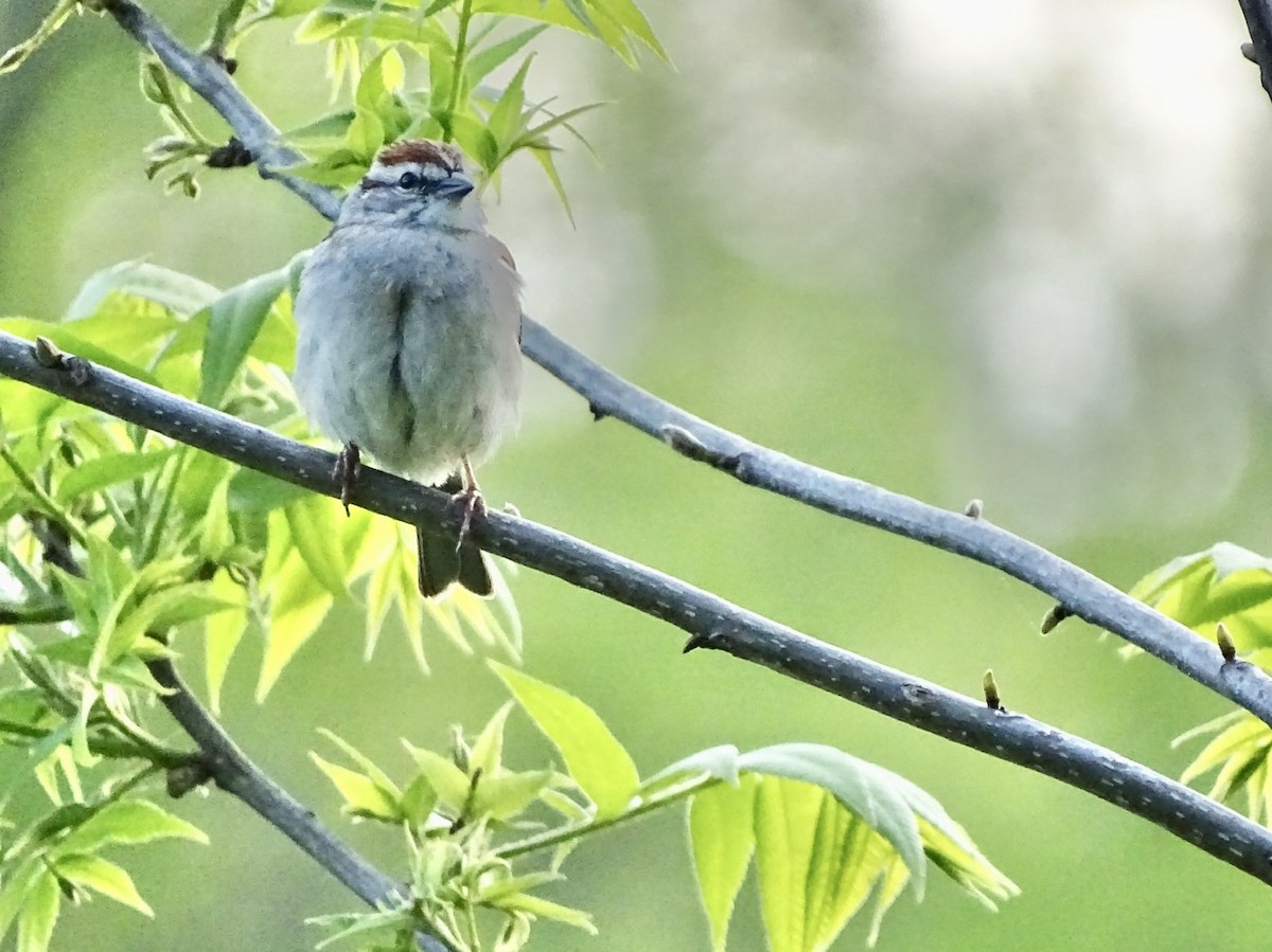 Chipping Sparrow - ML225808161