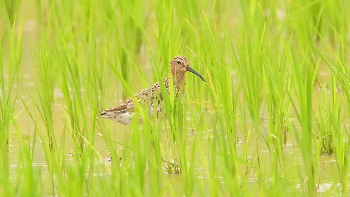 Curlew Sandpiper - ML225809081