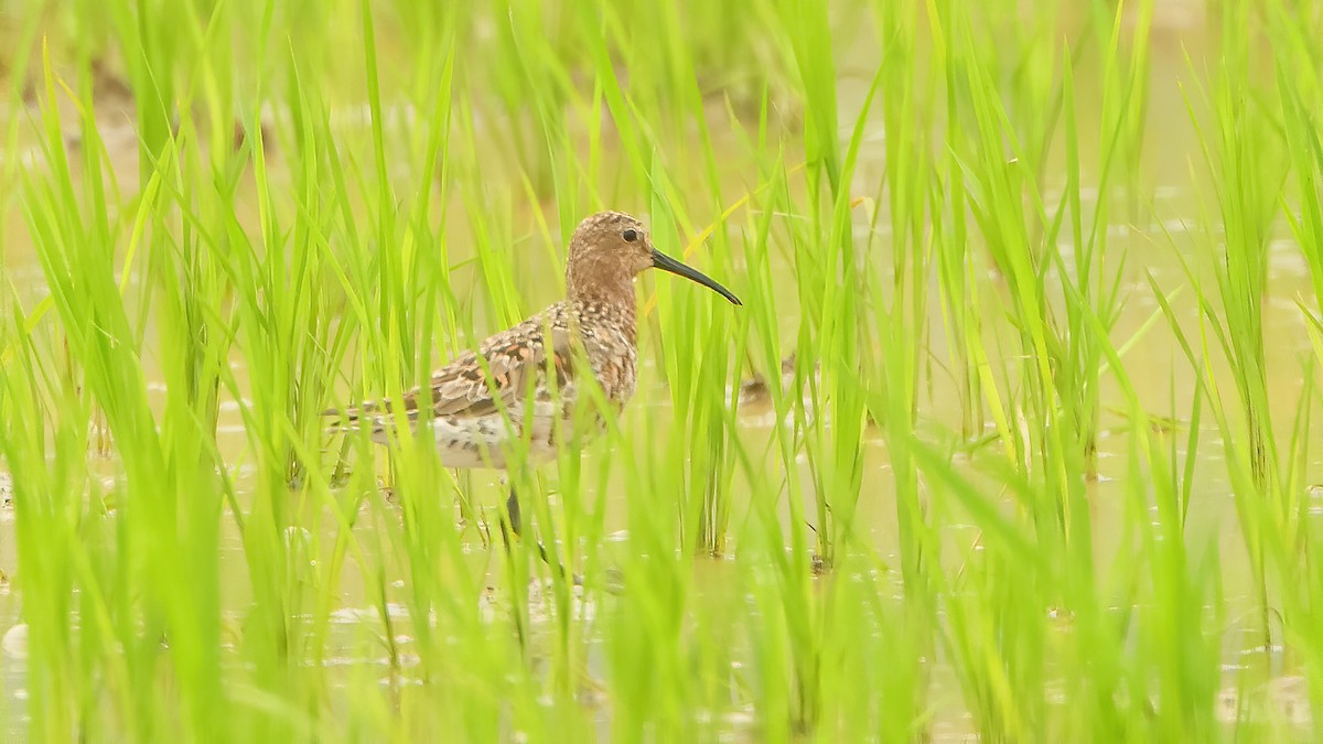 Curlew Sandpiper - xiwen CHEN