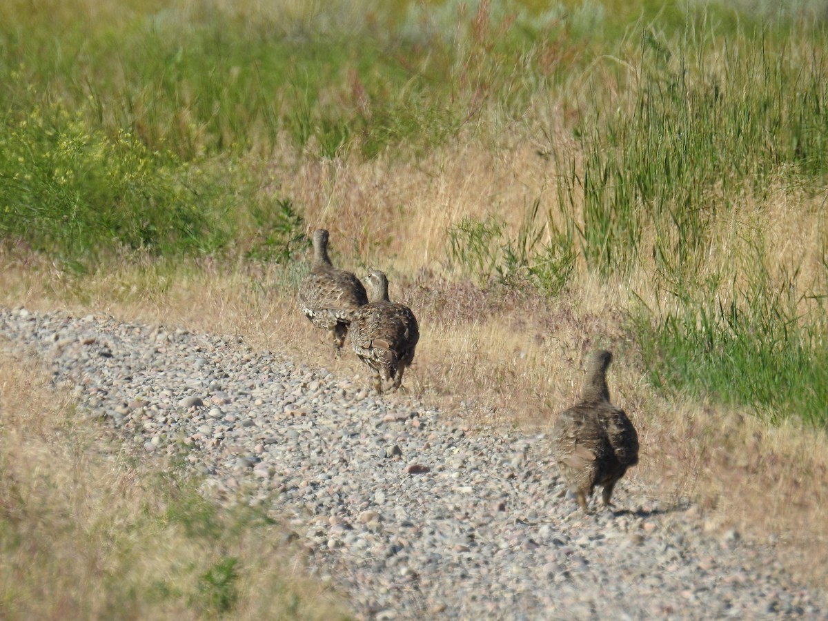 Greater Sage-Grouse - ML225811591
