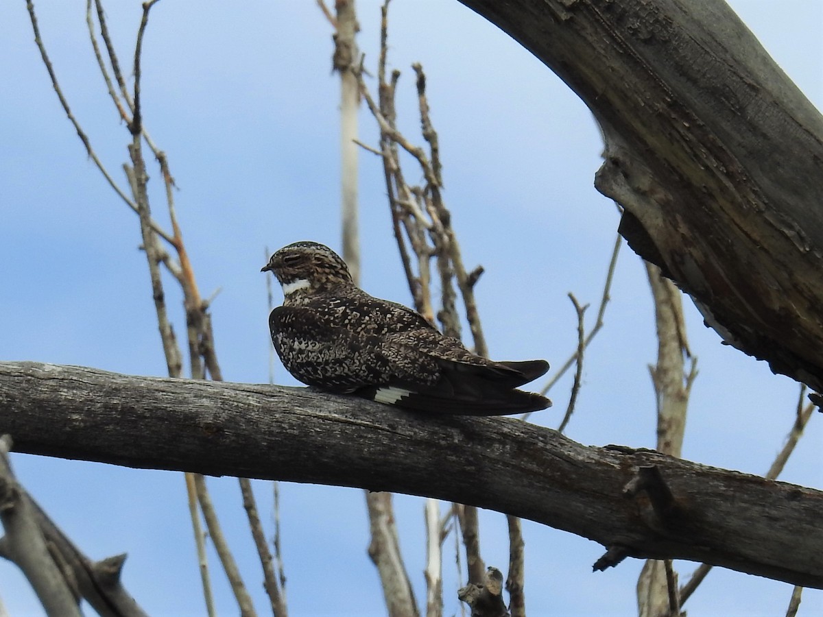 Common Nighthawk - ML225811931