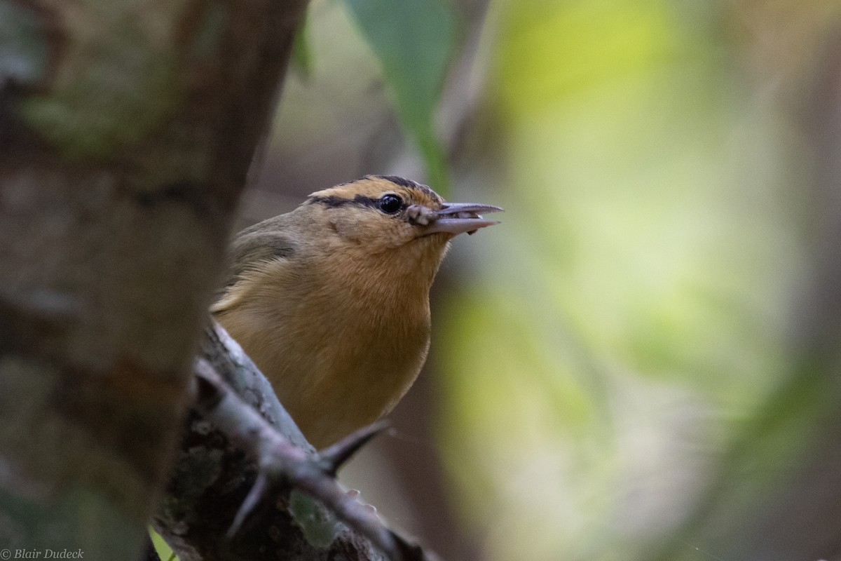 Worm-eating Warbler - Blair Dudeck