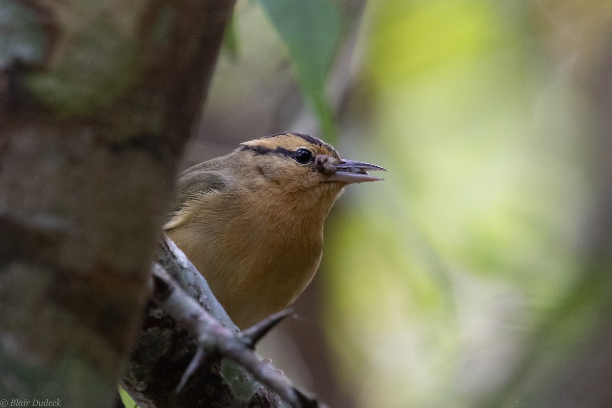 Worm-eating Warbler - Blair Dudeck