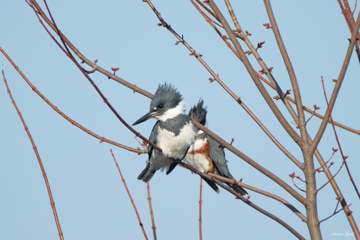 Belted Kingfisher - ML225814331