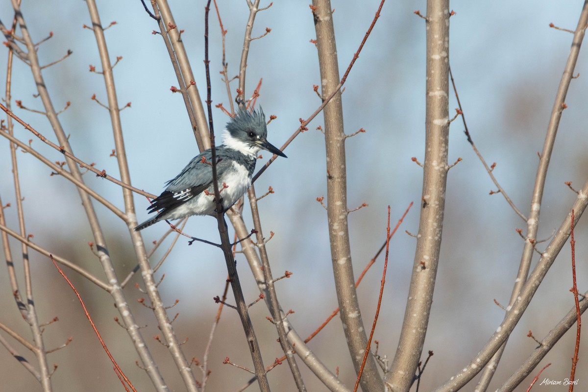 Belted Kingfisher - ML225815041