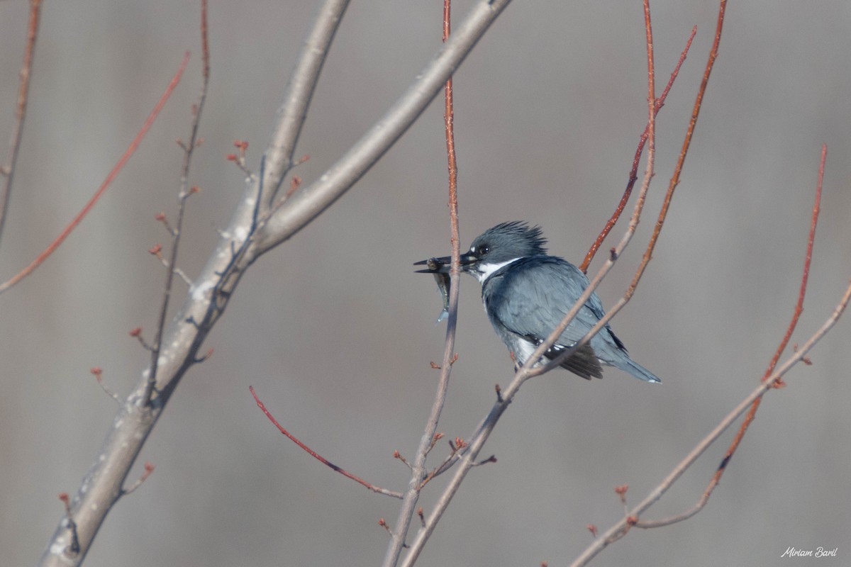 Belted Kingfisher - ML225815451