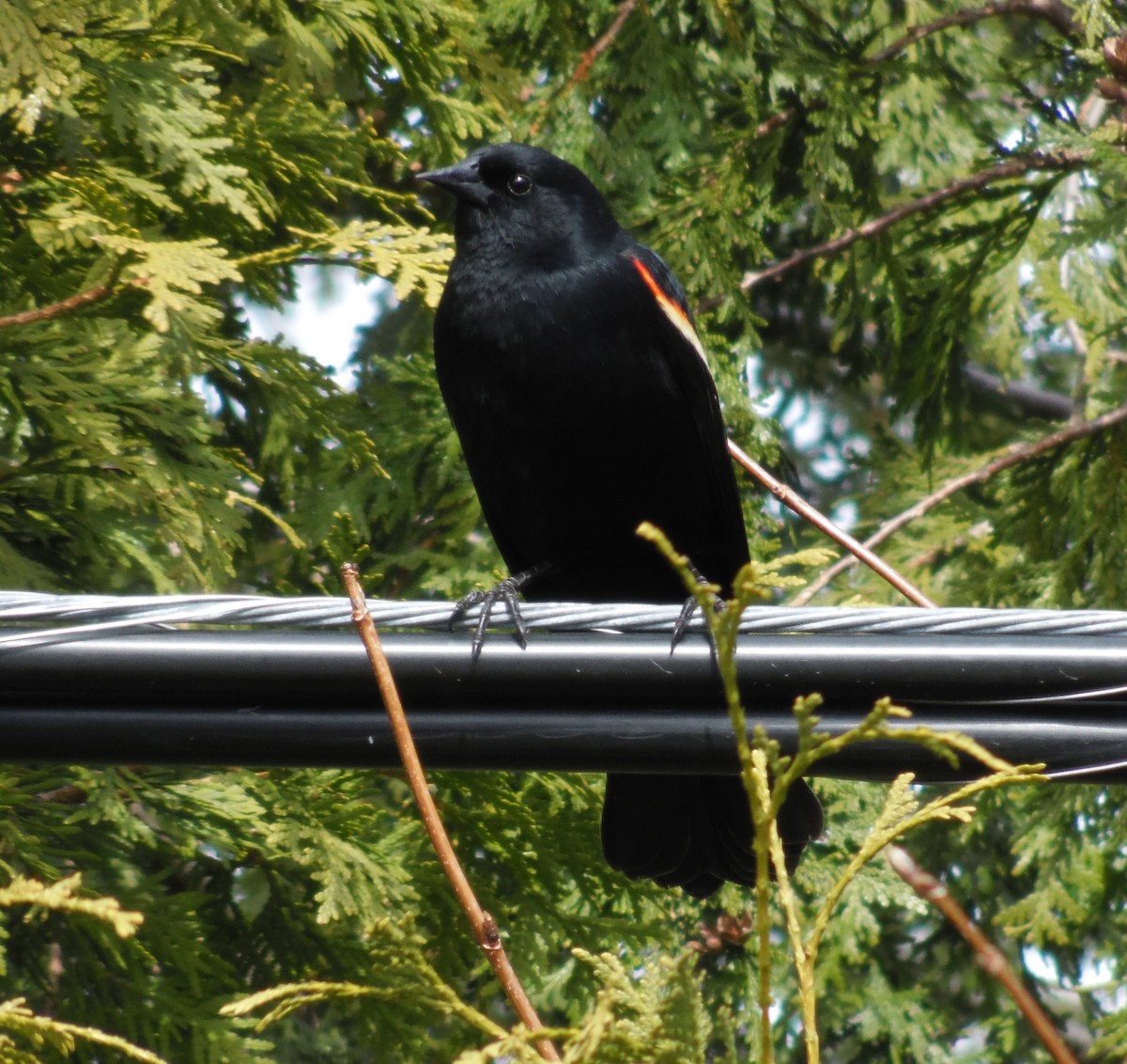 Red-winged Blackbird - ML225816541