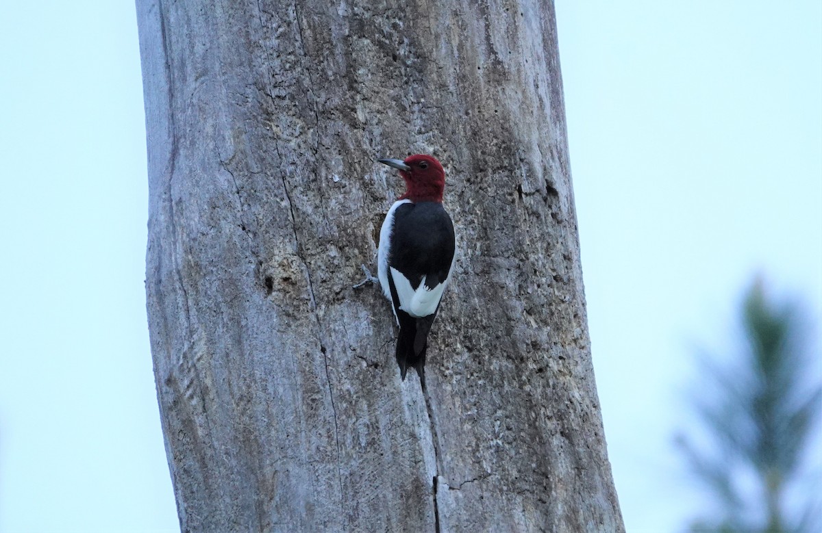 Pic à tête rouge - ML225816671