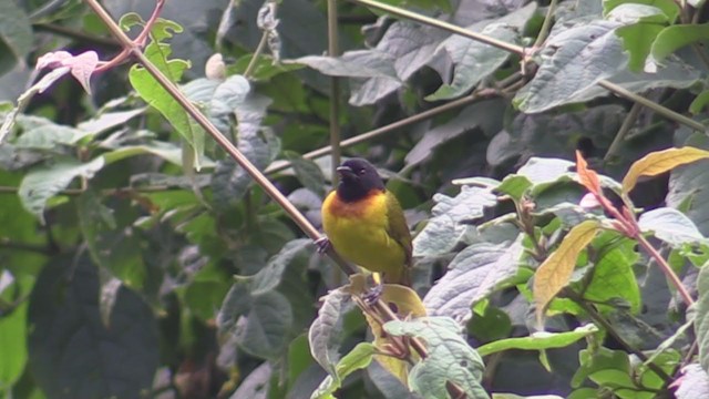 Strange Weaver - ML225818181