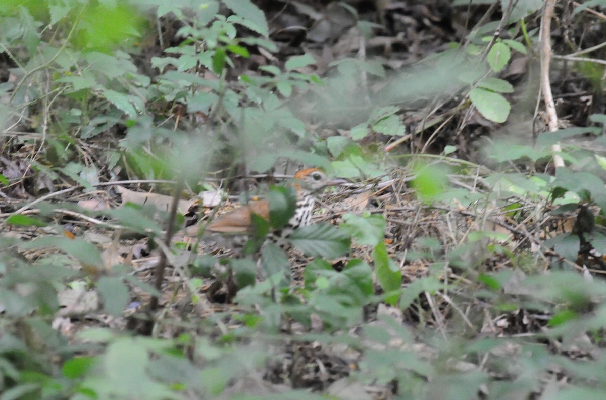 Wood Thrush - ML225818401