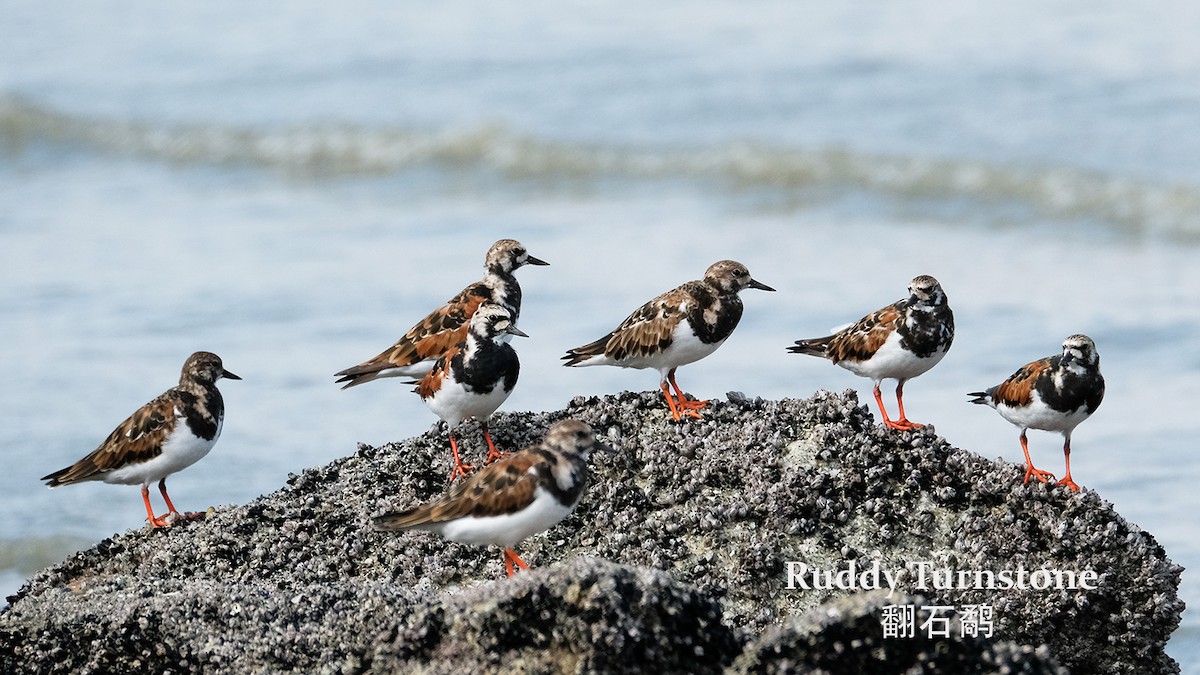 Ruddy Turnstone - Lim Ying Hien