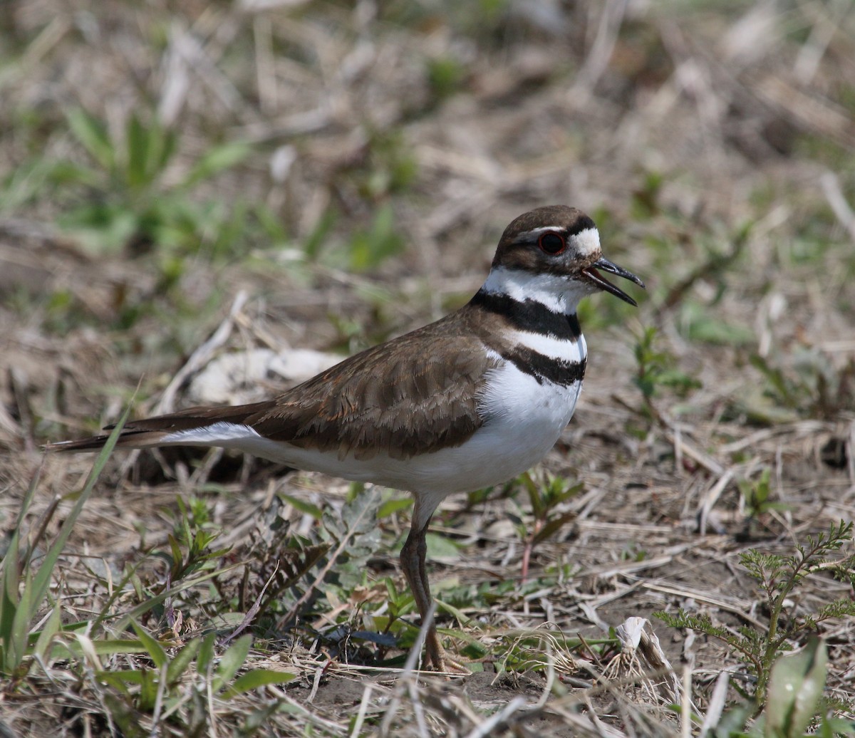 Killdeer - ML225820231