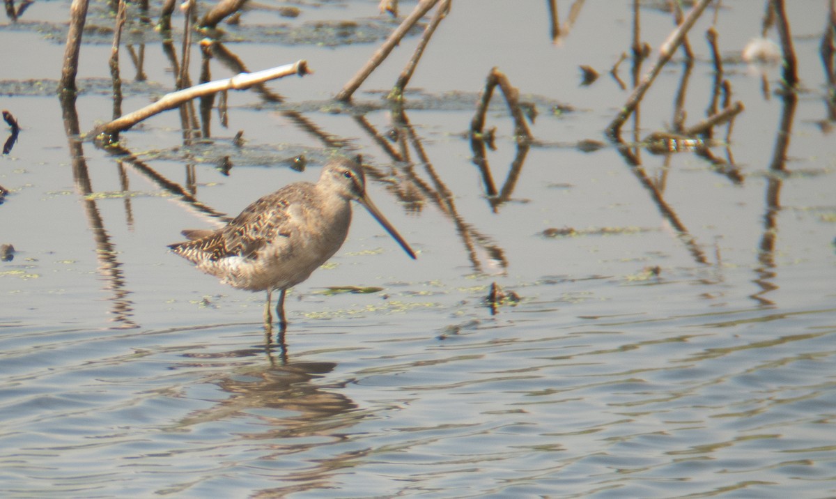 Long-billed Dowitcher - ML225820851