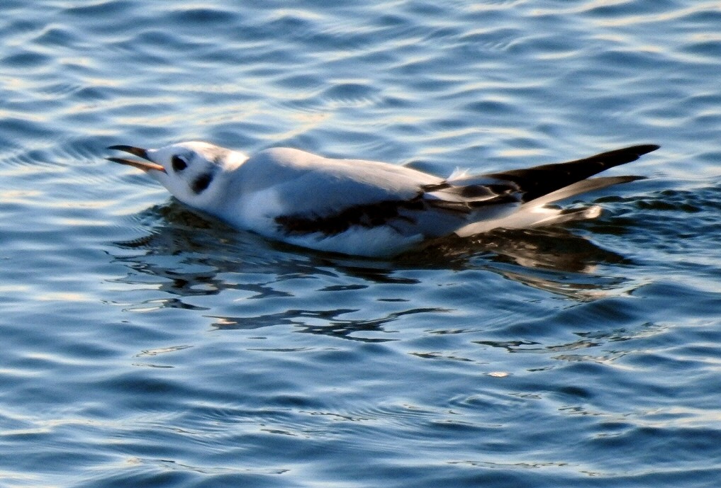 Bonaparte's Gull - Carolyn Longworth