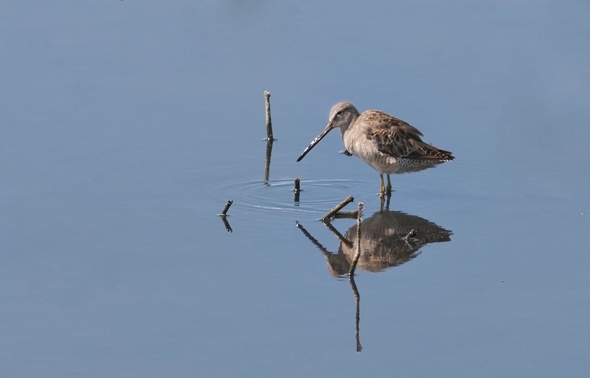 Long-billed Dowitcher - ML225821731
