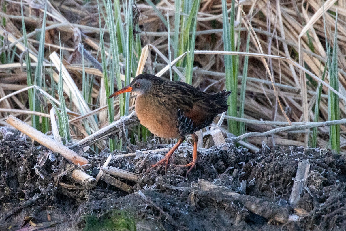 Virginia Rail - Zach Schwartz-Weinstein