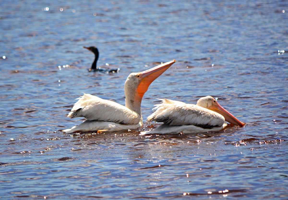 pelikán severoamerický - ML225822451