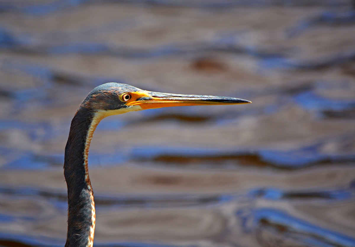 Tricolored Heron - Sam Greene