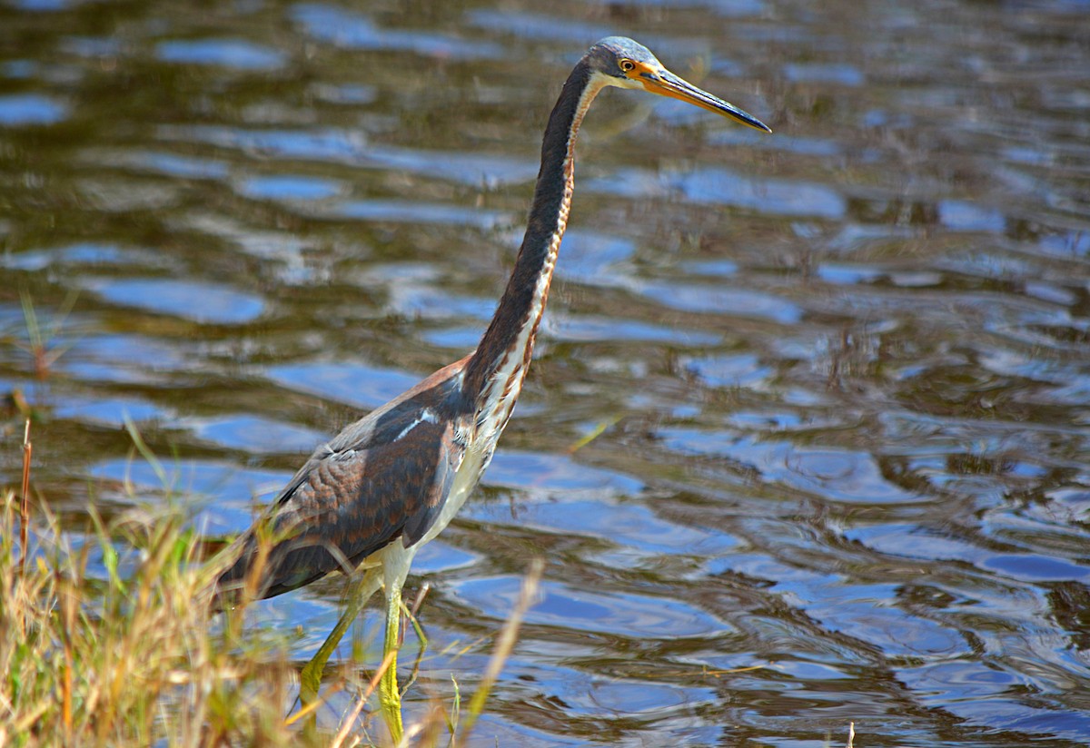 Tricolored Heron - ML225822531