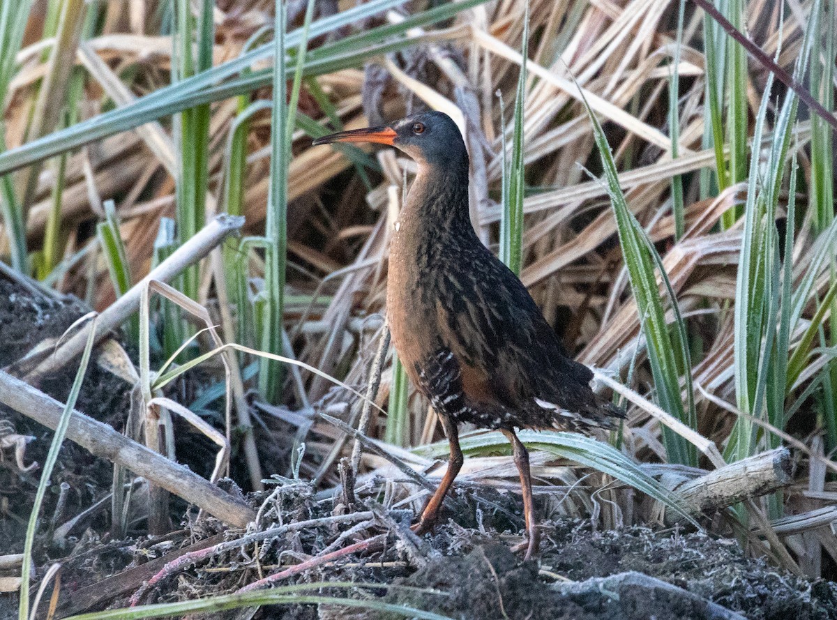 Virginia Rail - ML225822611