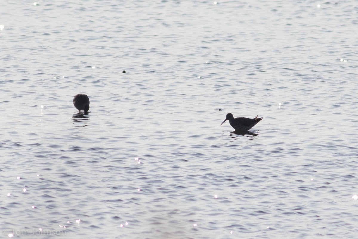 Stilt Sandpiper - ML225823441