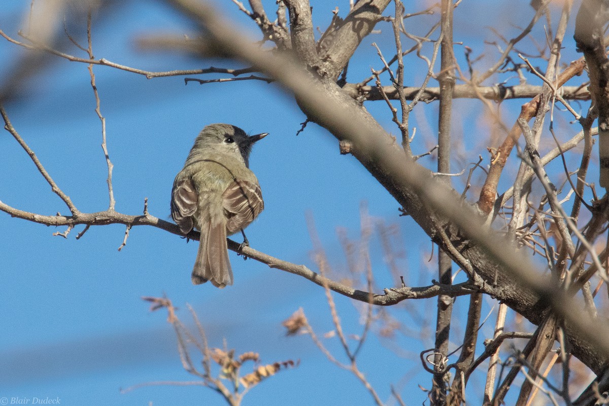 Pileated Flycatcher - ML225823941