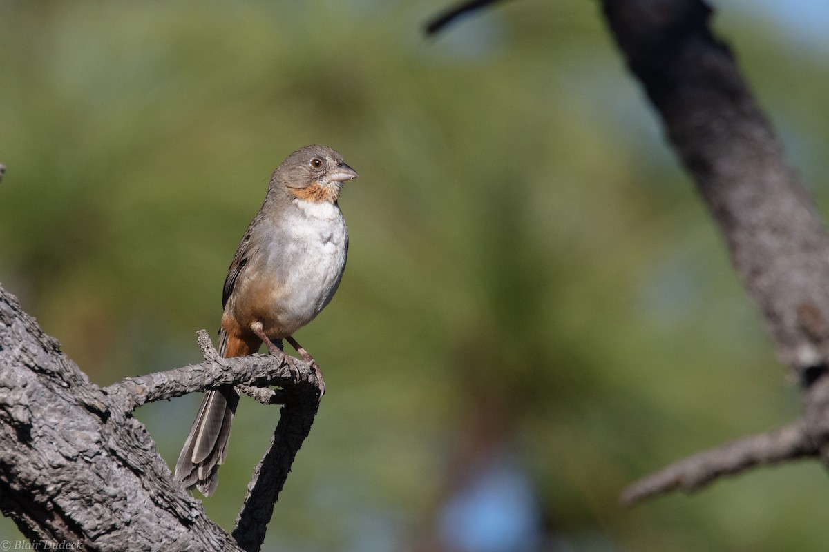 White-throated Towhee - ML225823971