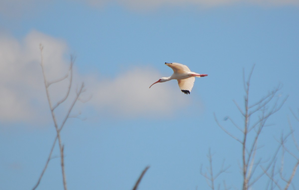 ibis bílý - ML225824681