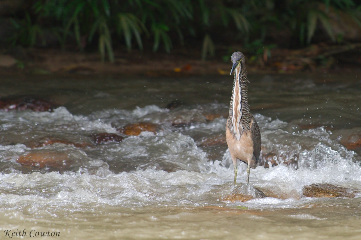 Fasciated Tiger-Heron - Keith Cowton